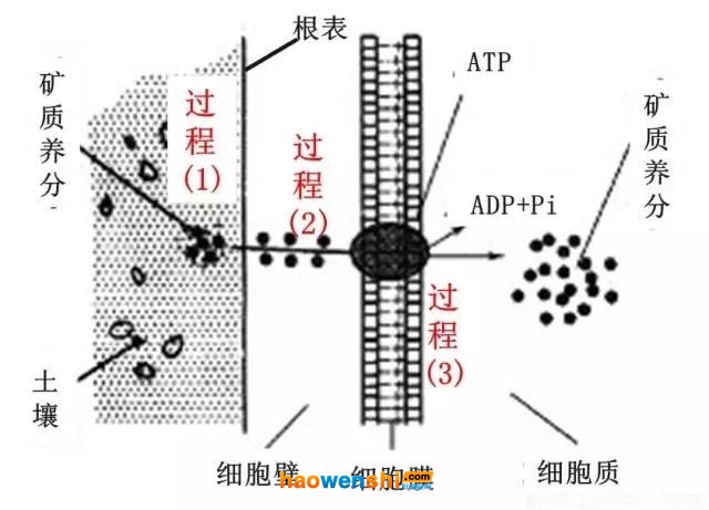 根系吸收養(yǎng)分過(guò)程